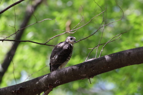 2016/7月 SIGMA150-600C+7D2 焦点距離600mm F8 ss1/500 ISO1600