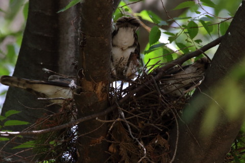 2016/7月 SIGMA150-600C+7D2 焦点距離600mm F8 ss1/500 ISO1600