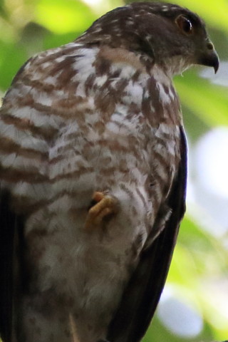 トリミング 2016/7月 SIGMA150-600C+7D2 焦点距離600mm F8 ss1/500 ISO1600