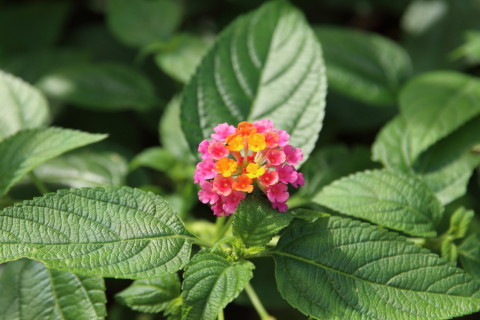 2016/7月 SIGMA17-70+7D2 焦点距離70mm F5.6 ss1/200 ISO200