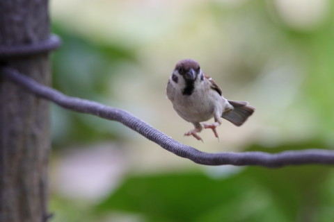 2016/8月 SIGMA150-600C+7D2 焦点距離451mm F8 ss1/500 ISO1600 Case3