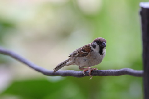 2016/8月 SIGMA150-600C+7D2 焦点距離451mm F8 ss1/500 ISO1600