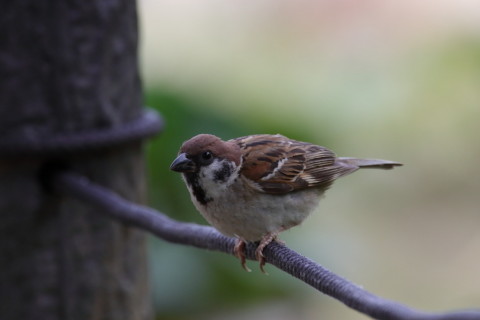 2016/8月 SIGMA150-600C+7D2 焦点距離600mm F8 ss1/500 ISO1250