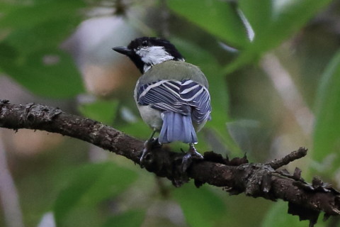 トリミング 2016/8月 SIGMA150-600C+7D2 焦点距離252mm F8 ss1/500 ISO1600
