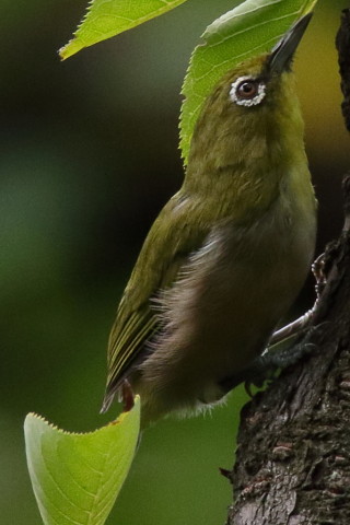 トリミング 2016/8月 SIGMA150-600C+7D2 焦点距離600mm F8 ss1/500 ISO1600