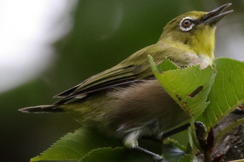 トリミング 2016/8月 SIGMA150-600C+7D2 焦点距離600mm F8 ss1/500 ISO1600
