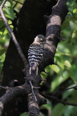 トリミング 2016/8月 SIGMA150-600C+7D2 焦点距離403mm F8 ss1/500 ISO400