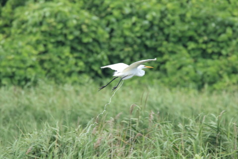 2016/8月 SIGMA150-600C+7D2 焦点距離600mm F8 ss1/800 ISO640 Case3