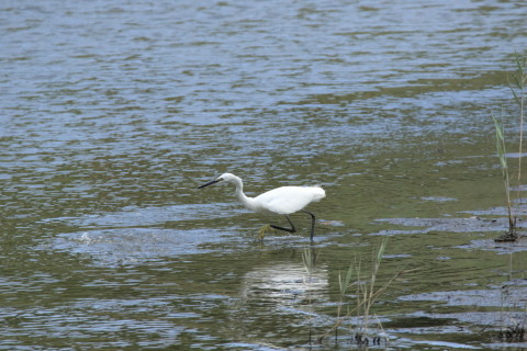 2016/8月 SIGMA150-600C+7D2 焦点距離600mm F8 ss1/2000 ISO1000 Case3