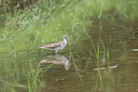 2016/8月 SIGMA150-600C+7D2 焦点距離600mm F8 ss1/640 ISO1600