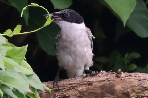 トリミング 2016/8月 SIGMA150-600C+7D2 焦点距離600mm F8 ss1/640 ISO1600