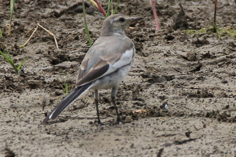 トリミング 2016/8月 SIGMA150-600C+7D2 焦点距離562mm F8 ss1/640 ISO320