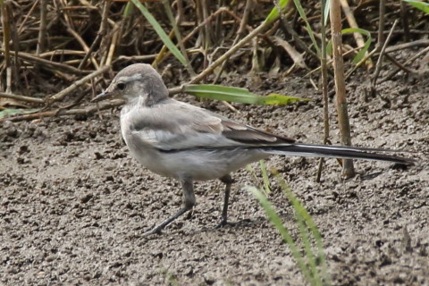 トリミング 2016/8月 SIGMA150-600C+7D2 焦点距離600mm F8 ss1/640 ISO400