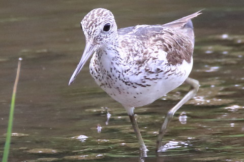 トリミング 2016/8月 SIGMA150-600C+7D2 焦点距離600mm F8 ss1/500 ISO1000