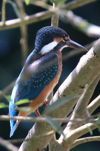 トリミング 2016/8月 SIGMA150-600C+7D2 焦点距離600mm F8 ss1/500 ISO1600