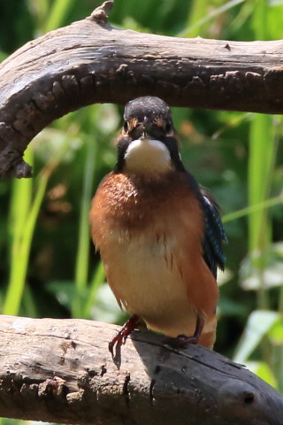 トリミング 2016/8月 SIGMA150-600C+7D2 焦点距離562mm F8 ss1/800 ISO500