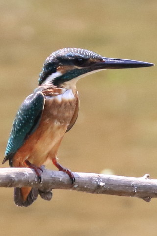 トリミング 2016/8月 SIGMA150-600C+7D2 焦点距離421mm F8 ss1/1250 ISO2000