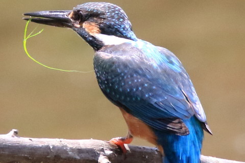 トリミング 2016/8月 SIGMA150-600C+7D2 焦点距離421mm F8 ss1/1250 ISO2500