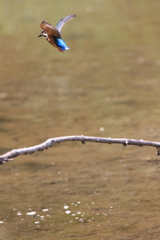 2016/8月 SIGMA150-600C+7D2 焦点距離600mm F8 ss1/1250 ISO2500 Case3