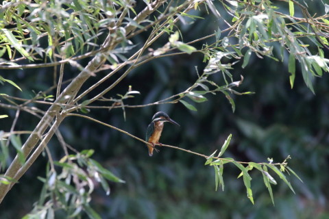 2016/8月 SIGMA150-600C+7D2 焦点距離600mm F8 ss1/1600 ISO3200