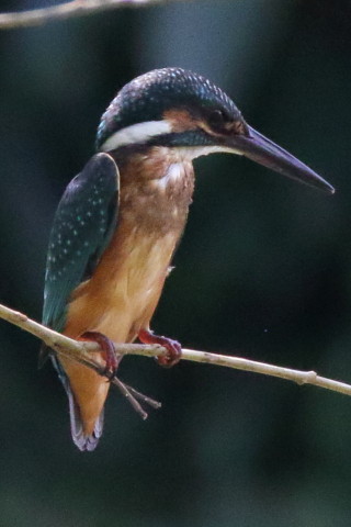 トリミング 2016/8月 SIGMA150-600C+7D2 焦点距離600mm F8 ss1/1600 ISO3200