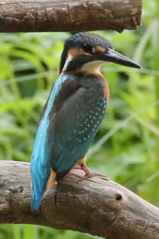 トリミング 2016/8月 SIGMA150-600C+7D2 焦点距離600mm F8 ss1/800 ISO3200