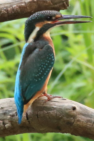 トリミング 2016/8月 SIGMA150-600C+7D2 焦点距離600mm F8 ss1/800 ISO3200