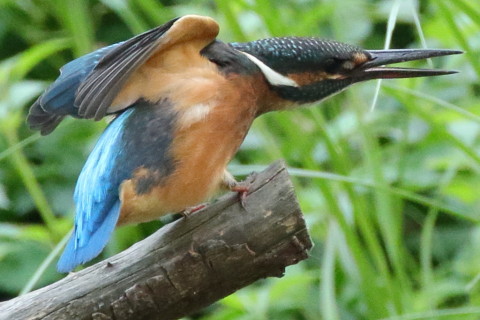 トリミング 2016/8月 SIGMA150-600C+7D2 焦点距離600mm F8 ss1/800 ISO2500