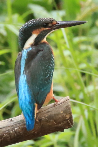 トリミング 2016/8月 SIGMA150-600C+7D2 焦点距離600mm F8 ss1/800 ISO2500