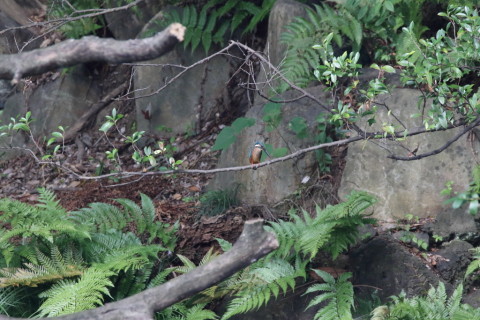 2016/8月 SIGMA150-600C+7D2 焦点距離600mm F8 ss1/500 ISO3200