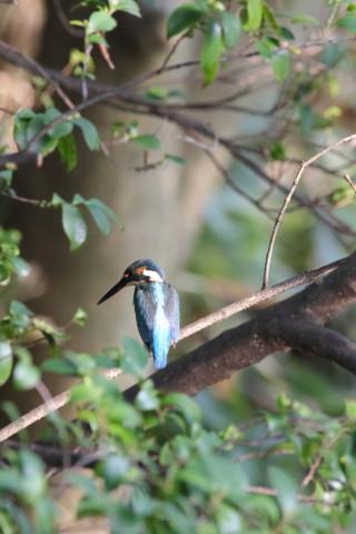 2016/8月 SIGMA150-600C+7D2 焦点距離600mm F8 ss1/1000 ISO3200