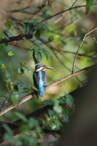 2016/8月 SIGMA150-600C+7D2 焦点距離600mm F8 ss1/1000 ISO3200