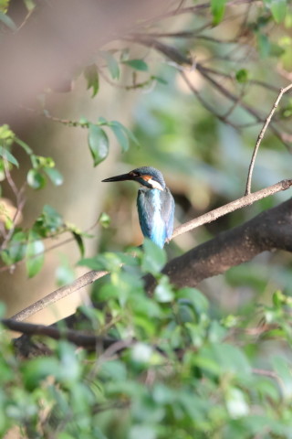 2016/8月 SIGMA150-600C+7D2 焦点距離600mm F8 ss1/500 ISO2000