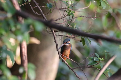 2016/8月 SIGMA150-600C+7D2 焦点距離600mm F8 ss1/500 ISO2500