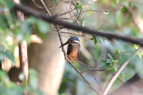 2016/8月 SIGMA150-600C+7D2 焦点距離600mm F8 ss1/500 ISO2500