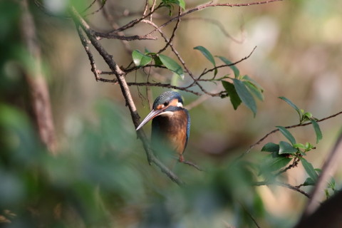 2016/8月 SIGMA150-600C+7D2 焦点距離600mm F8 ss1/500 ISO2000