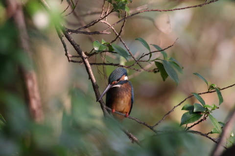 2016/8月 SIGMA150-600C+7D2 焦点距離600mm F8 ss1/500 ISO2000