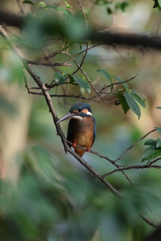 2016/8月 SIGMA150-600C+7D2 焦点距離600mm F8 ss1/500 ISO2500