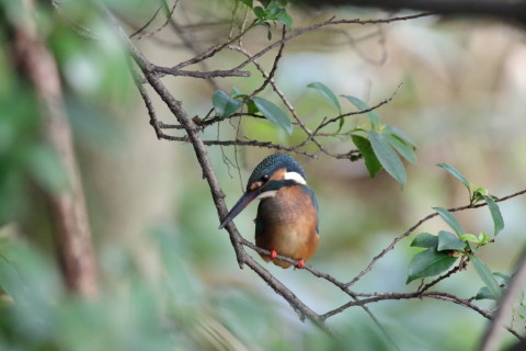 2016/8月 SIGMA150-600C+7D2 焦点距離600mm F8 ss1/500 ISO3200