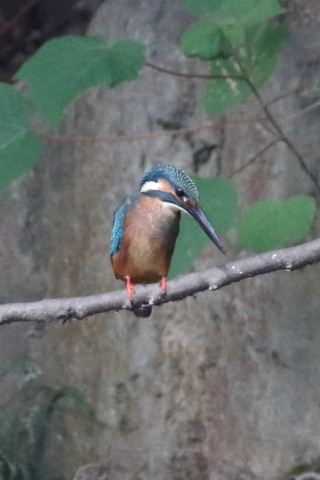 トリミング　2016/8月 SIGMA150-600C+7D2 焦点距離600mm F8 ss1/500 ISO3200