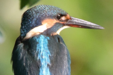 トリミング 2016/8月 SIGMA150-600C+7D2 焦点距離600mm F8 ss1/1000 ISO3200