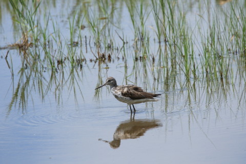 2016/8月 SIGMA150-600C+7D2 焦点距離600mm F8 ss1/640 ISO160