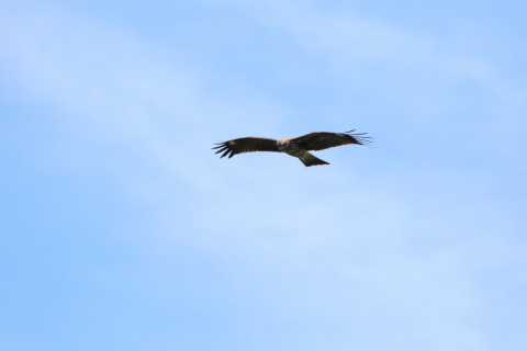 2016/8月 SIGMA150-600C+7D2 焦点距離600mm F8 ss1/800 ISO3200 Case3