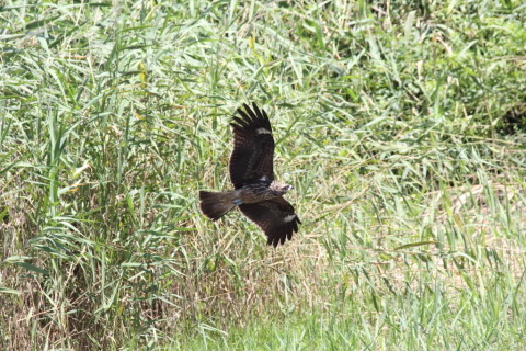 2016/8月 SIGMA150-600C+7D2 焦点距離600mm F8 ss1/3200 ISO3200 Case3