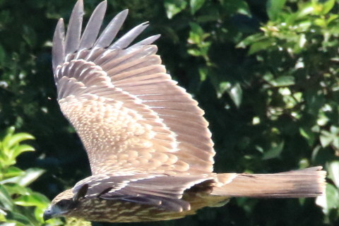 トリミング 2016/8月 SIGMA150-600C+7D2 焦点距離600mm F8 ss1/3200 ISO3200 Case3
