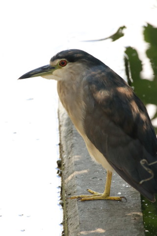 2016/8月 SIGMA150-600C+7D2 焦点距離600mm F8 ss1/400 ISO1600