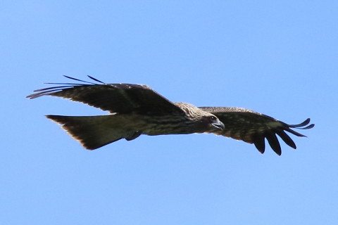 トリミング 2016/8月 SIGMA150-600C+7D2 焦点距離600mm F8 ss1/2000 ISO500 Case3