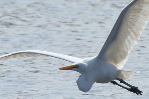 トリミング 2016/9月 SIGMA150-600C+7D2 焦点距離600mm F8 ss1/800 ISO160 Case3