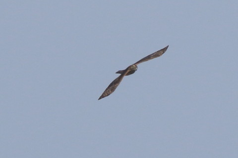 トリミング 2016/9月 SIGMA150-600C+7D2 焦点距離600mm F8 ss1/1250 ISO320 Case3