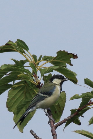 トリミング 2016/9月 SIGMA150-600C+7D2 焦点距離562mm F8 ss1/1250 ISO320